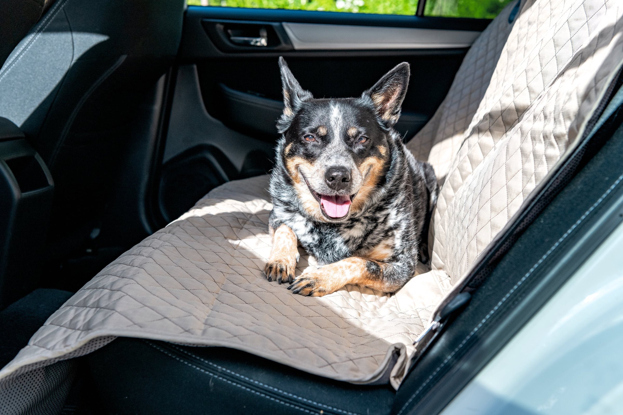 TuffutLuxx® Vehicle Protectors for Travel - BIG FRENCHIES