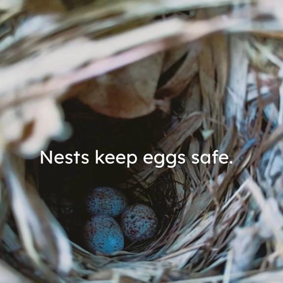 Bird Nests and Eggs Board Book