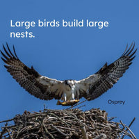 Bird Nests and Eggs Board Book