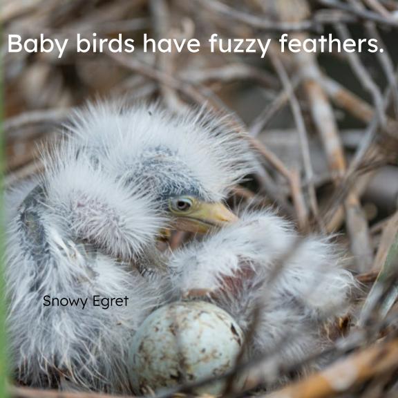 Bird Nests and Eggs Board Book