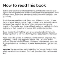 Bird Nests and Eggs Board Book