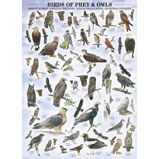 Birds of Prey & Owls 1000 Piece Jigsaw Puzzle Eurographics