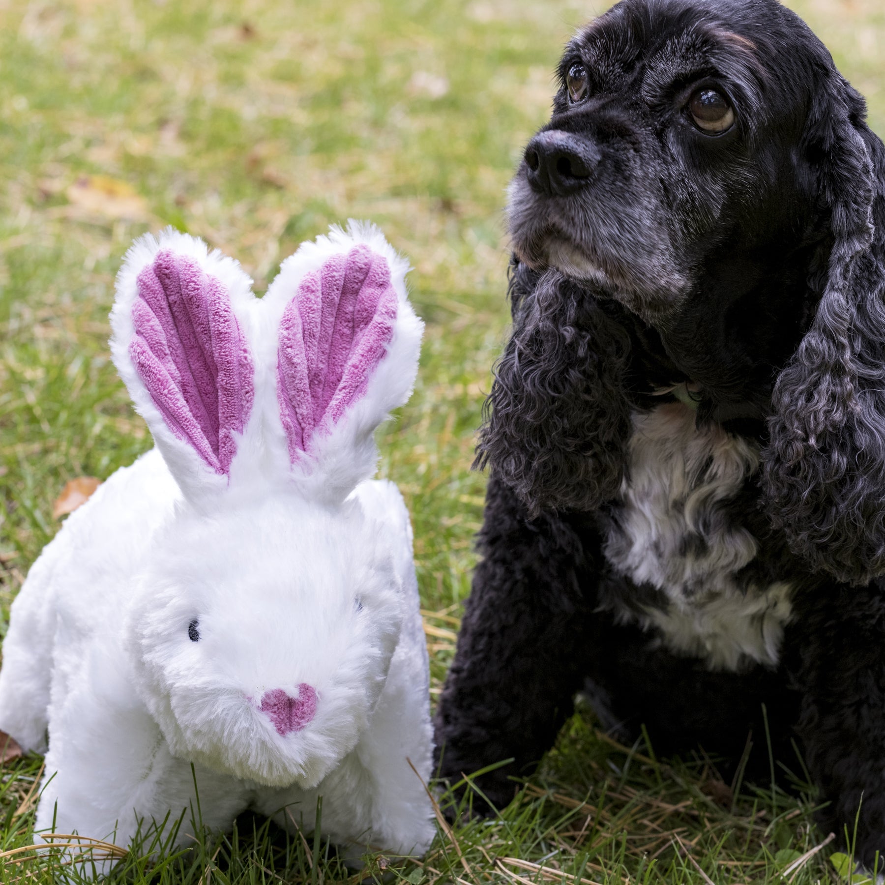 Squooshie™ Bunny Plush Dog Toy - BIG FRENCHIES