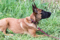 Celtic Double Buckle Style Leather Dog Collar - BIG FRENCHIES