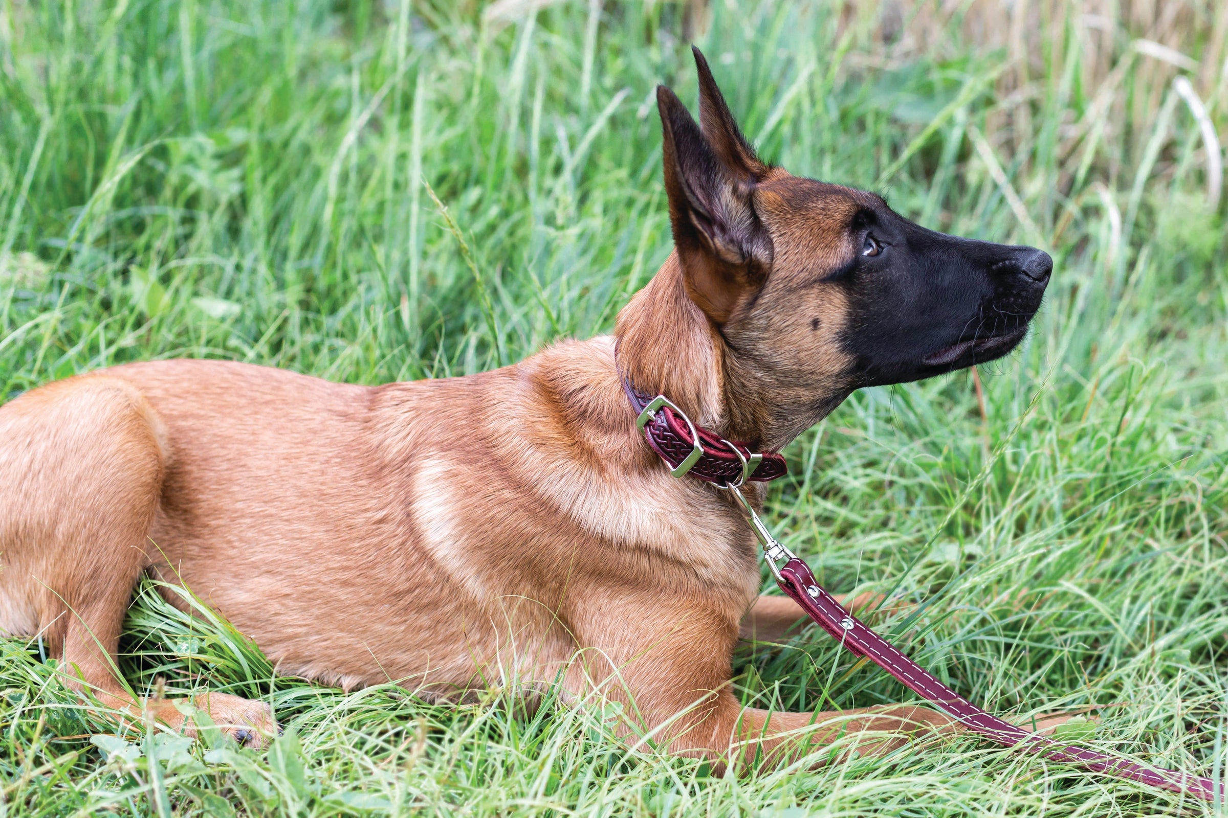 Celtic Double Buckle Style Leather Dog Collar - BIG FRENCHIES