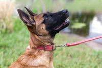 Celtic Double Buckle Style Leather Dog Collar - BIG FRENCHIES