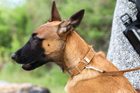Celtic Double Buckle Style Leather Dog Collar - BIG FRENCHIES