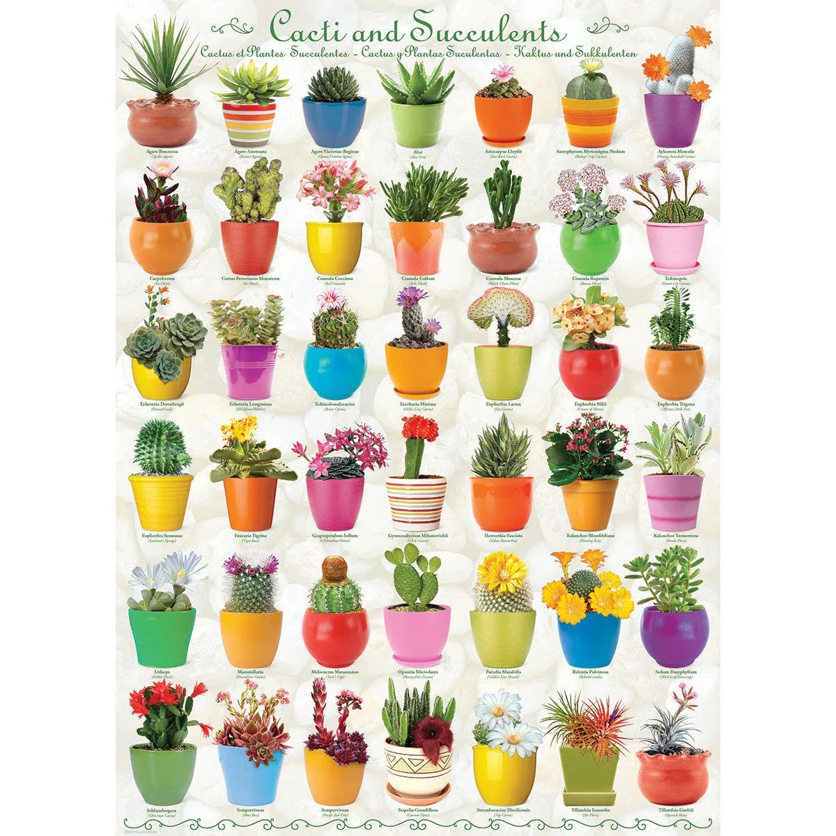 Cacti & Succulents 1000 Piece Jigsaw Puzzle Eurographics - BIG FRENCHIES