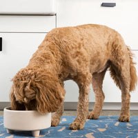 Ceramic Cat & Dog Pet Bowl, Elevated Stoneware Feeder, Dishwasher Safe - BIG FRENCHIES