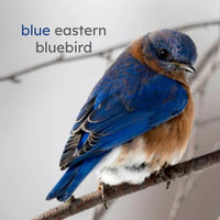 Colorful Birds Board Book