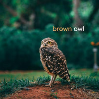 Colorful Birds Board Book