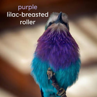 Colorful Birds Board Book