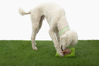 Hollywoof Nose Work Dog Toy