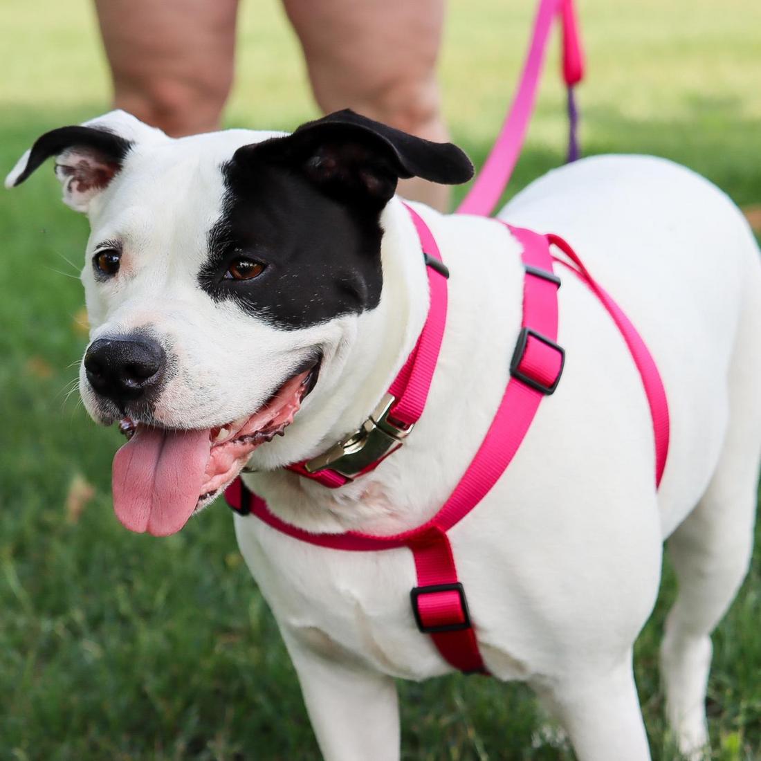 Comfort Wrap - Adjustable Dog Harness, Neon Pink by Coastal