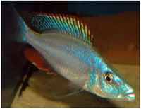 Rock-Dwelling Mbuna Cichli - Compressiceps East African Cichlid (Malawi Eyebiter)