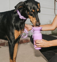 22oz Original Dog Travel Water Bottle - BIG FRENCHIES