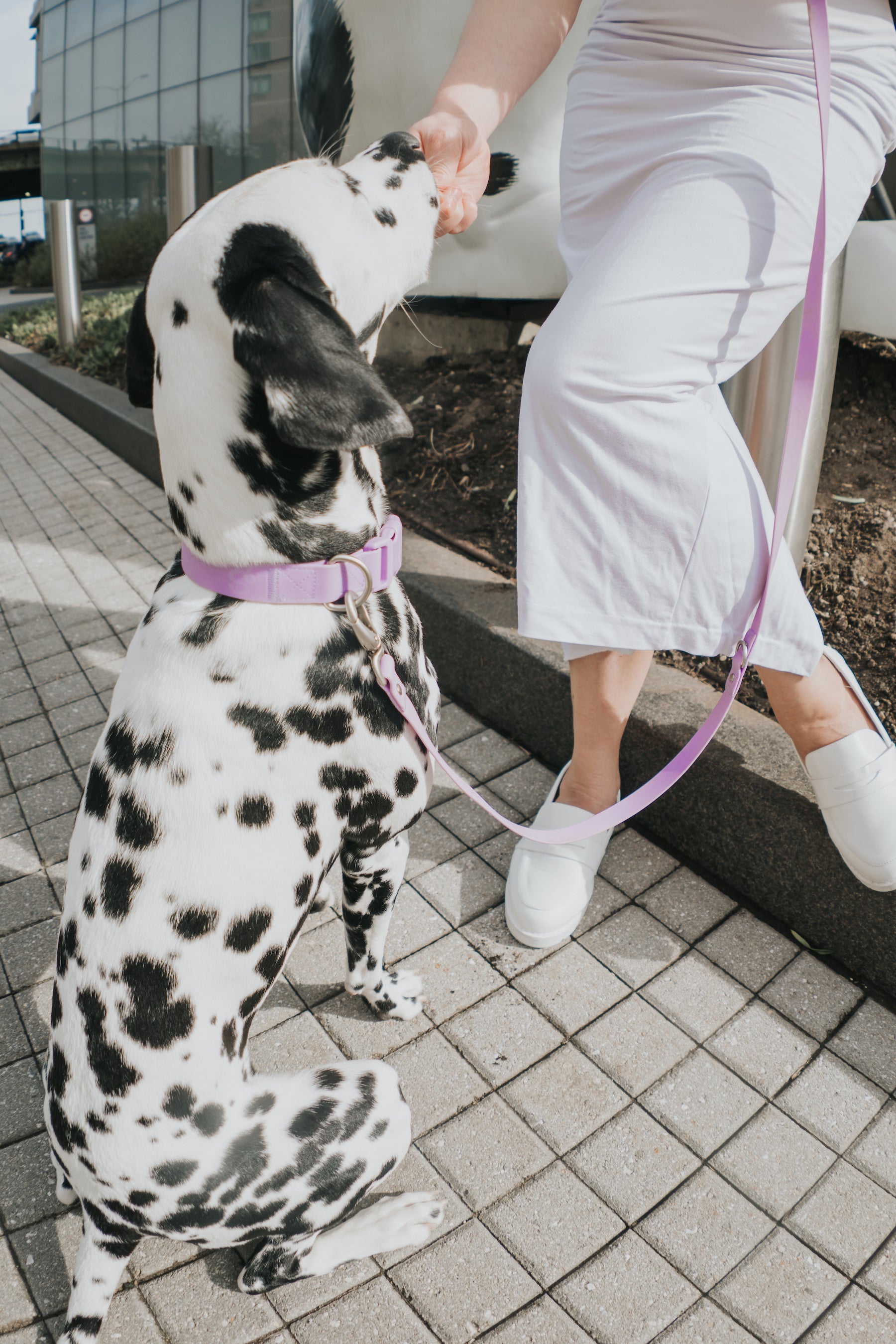Original Waterproof Dog Collar - BIG FRENCHIES
