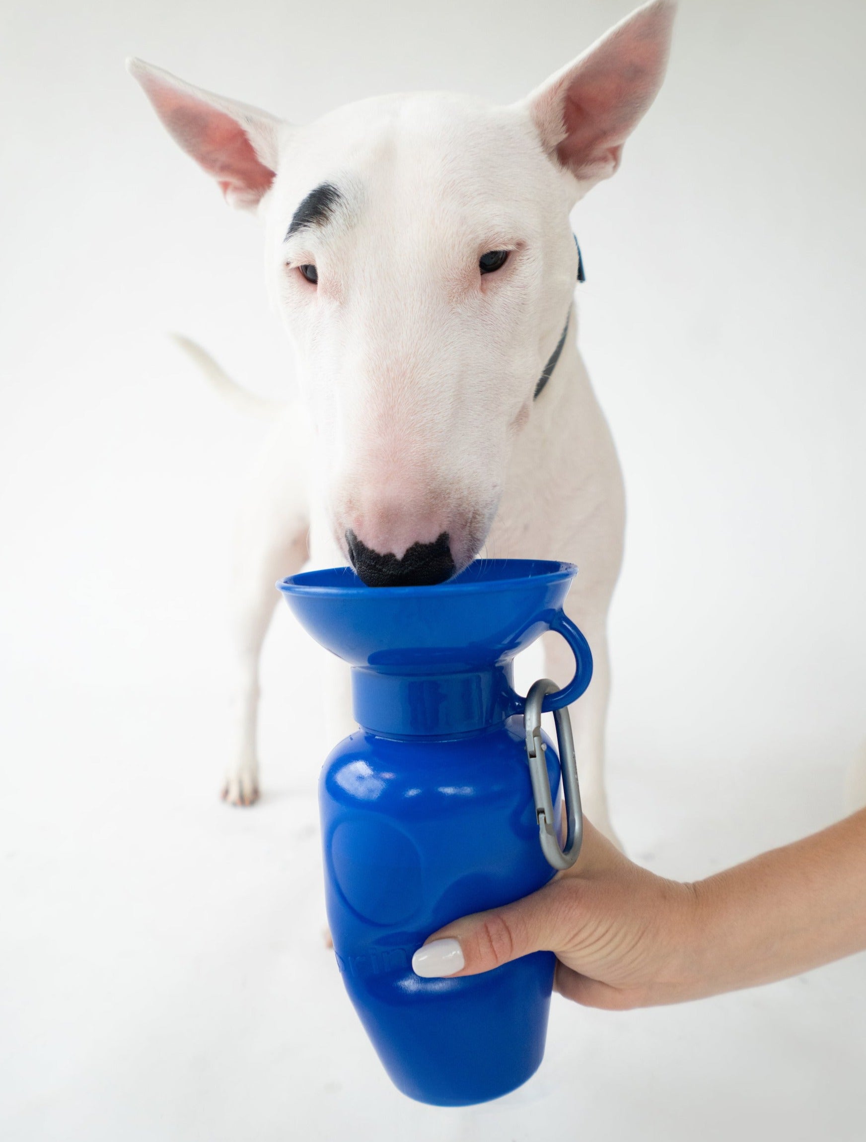 22oz Original Dog Travel Water Bottle - BIG FRENCHIES