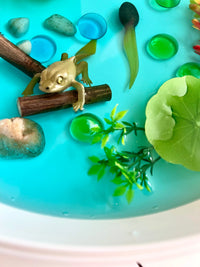Pond Life Cycle Sensory Kit And Water Play - BIG FRENCHIES