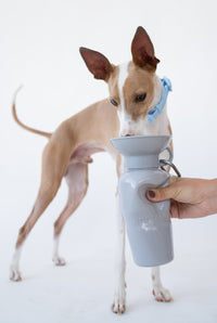 22oz Original Dog Travel Water Bottle - BIG FRENCHIES