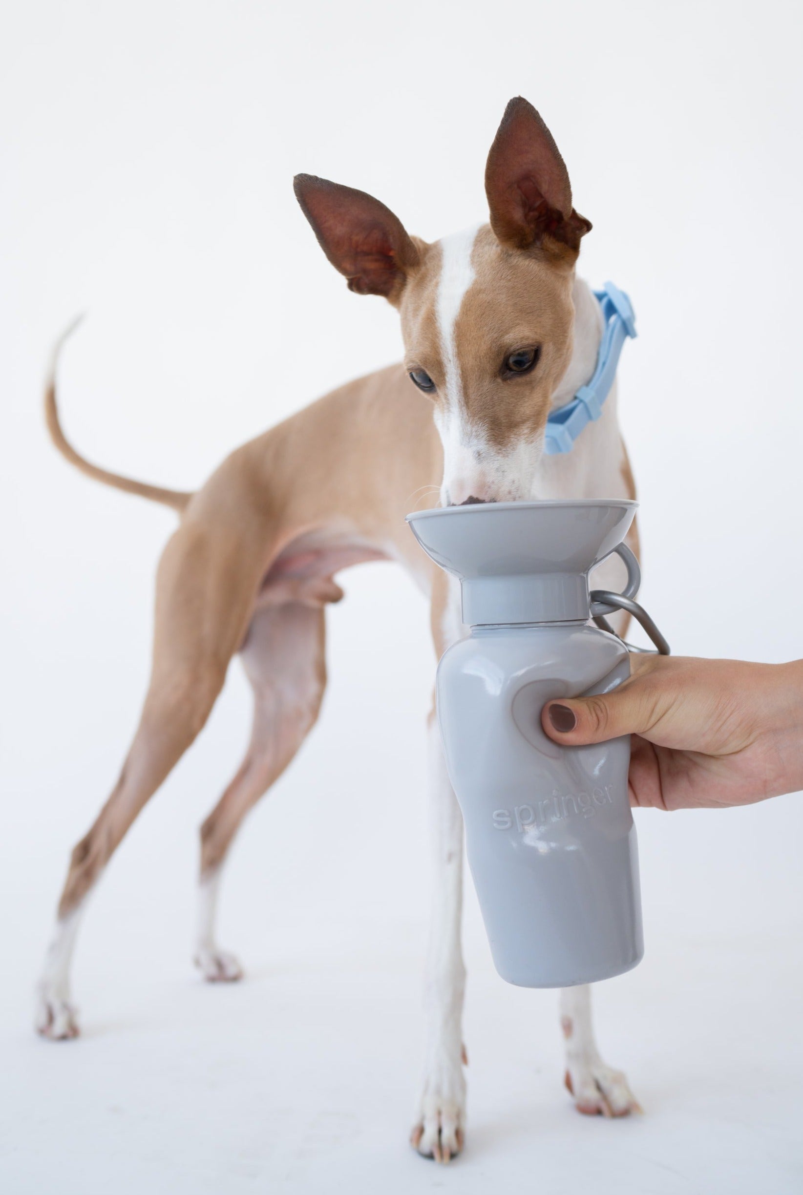 22oz Original Dog Travel Water Bottle - BIG FRENCHIES