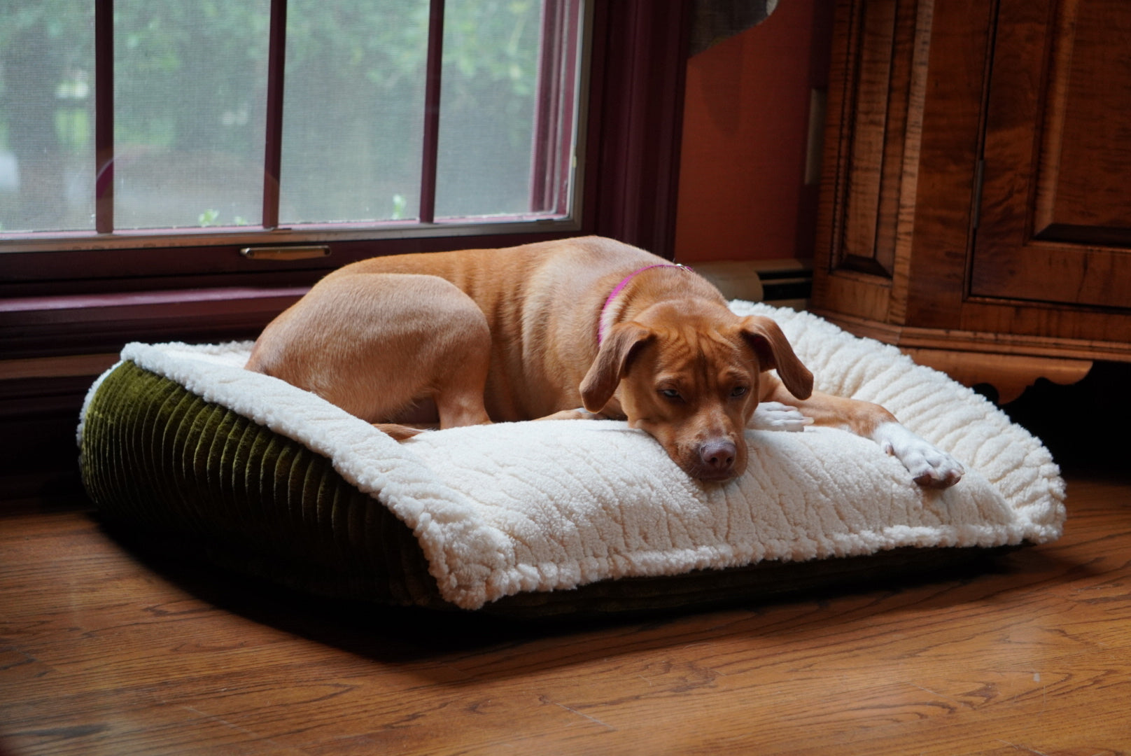 Scout Perfect Bolster Dog Bed - BIG FRENCHIES