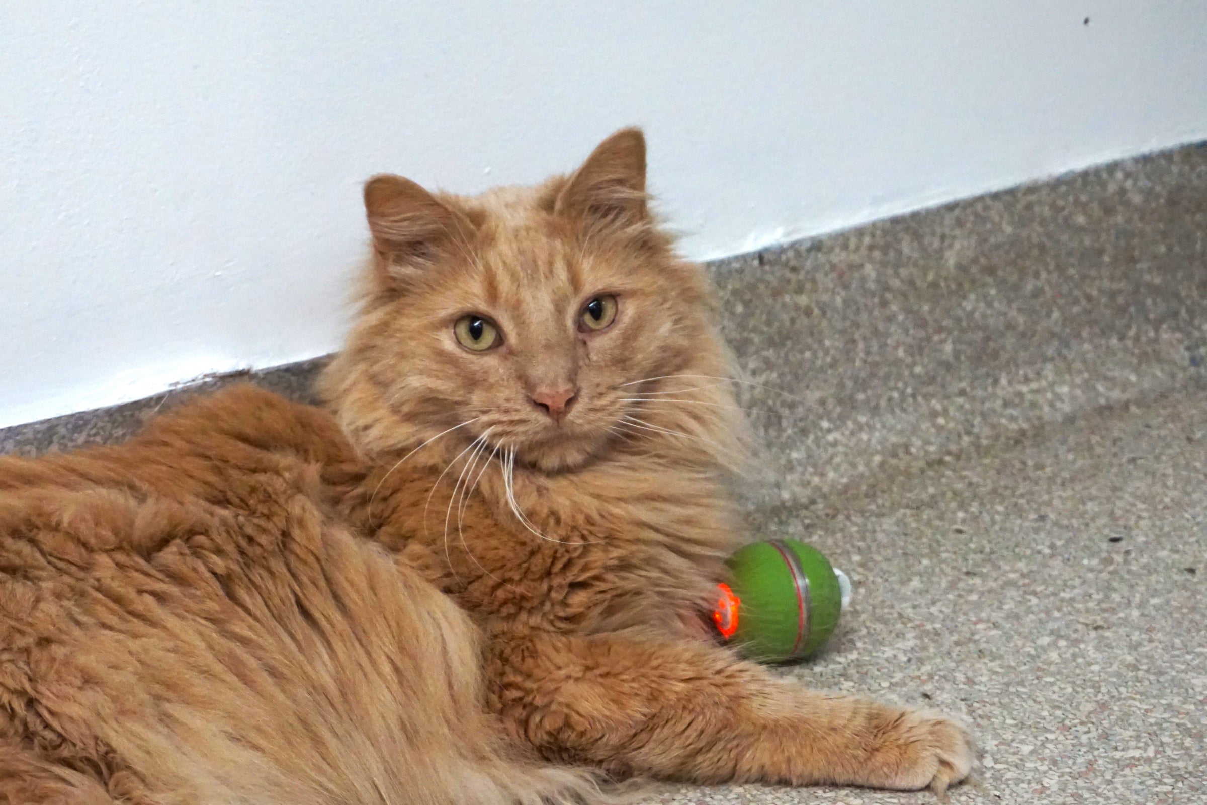 HuggleKats® PlayKat® Interactive Cat Toy - BIG FRENCHIES