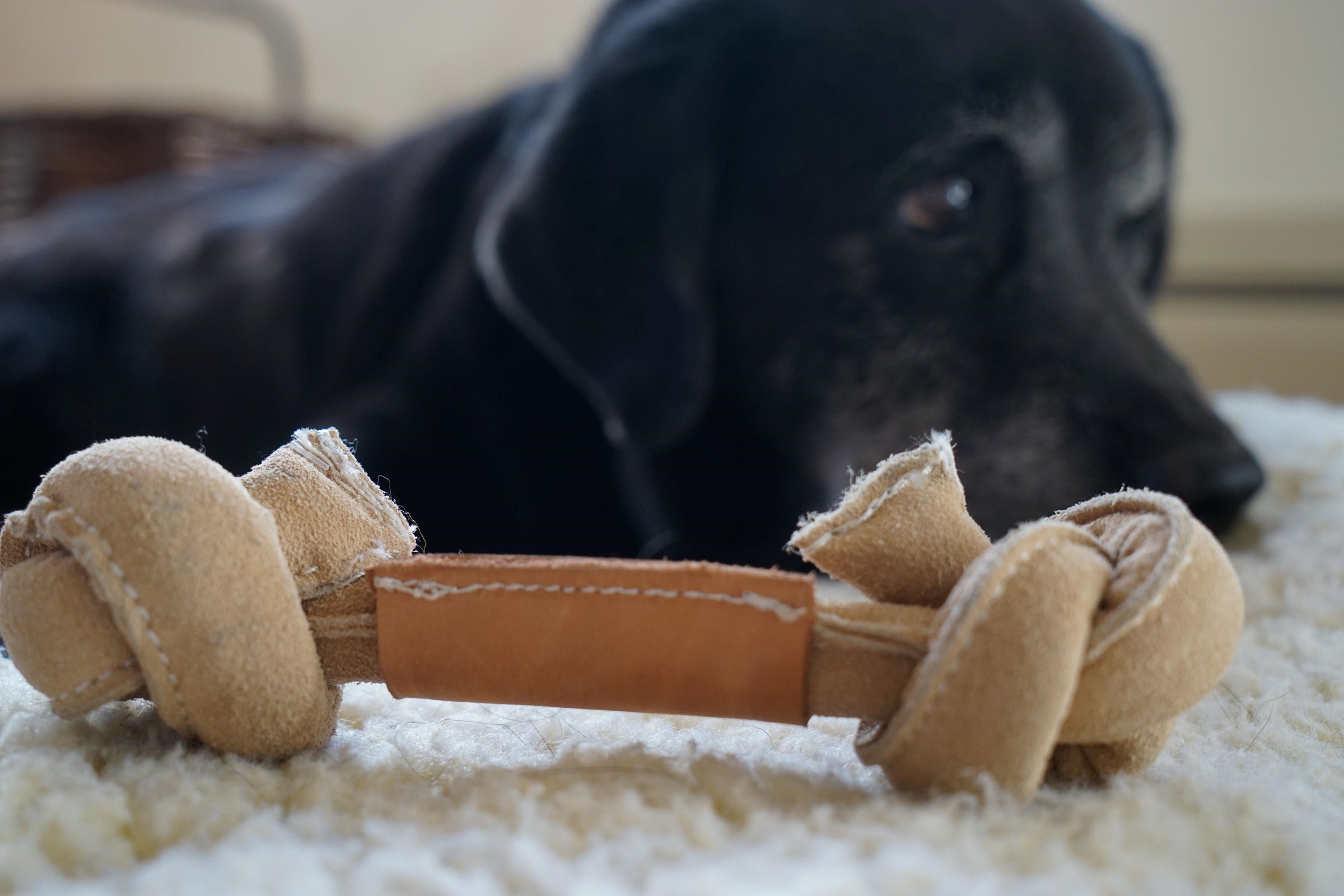 Huggle-Hide® Natural Leather Bone Dog Toy, 3 Pack - BIG FRENCHIES