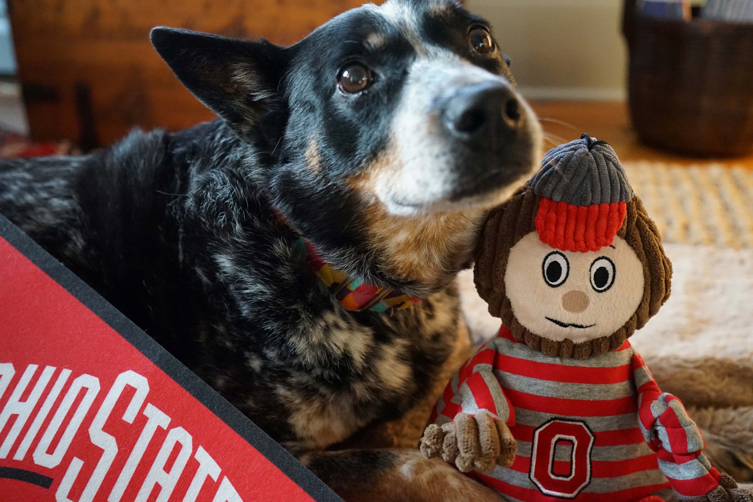 NCAA Ohio State University, Brutus the Buckeye Knottie® Plush Dog Toy - BIG FRENCHIES