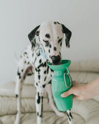 22oz Original Dog Travel Water Bottle - BIG FRENCHIES