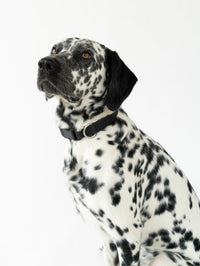 Original Waterproof Dog Collar - BIG FRENCHIES