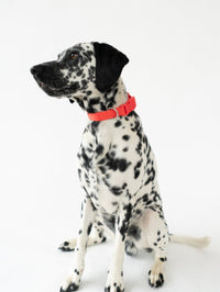 Original Waterproof Dog Collar - BIG FRENCHIES