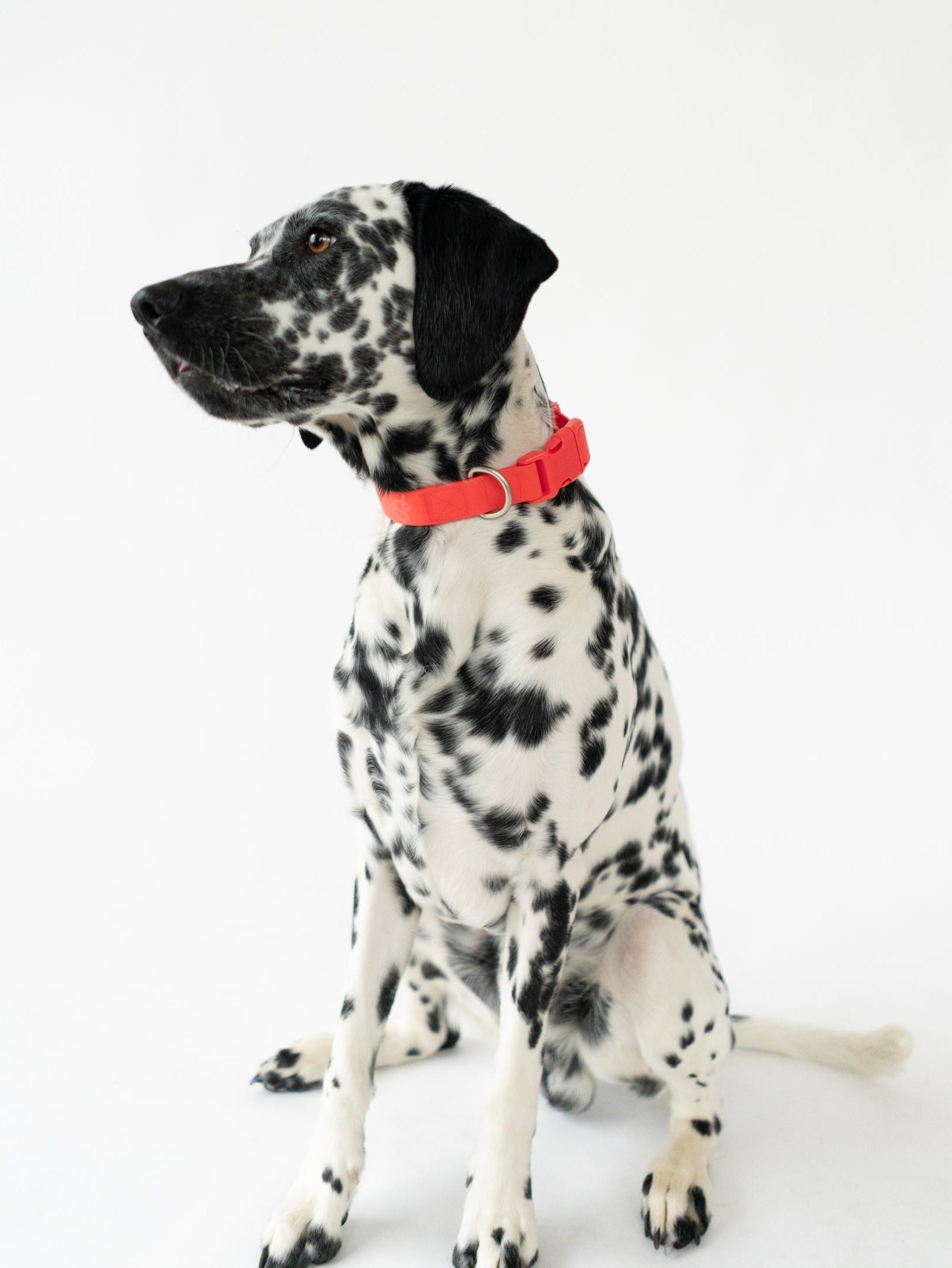 Original Waterproof Dog Collar - BIG FRENCHIES