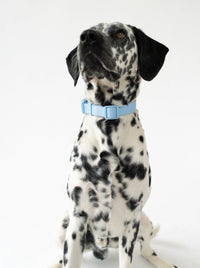 Original Waterproof Dog Collar - BIG FRENCHIES