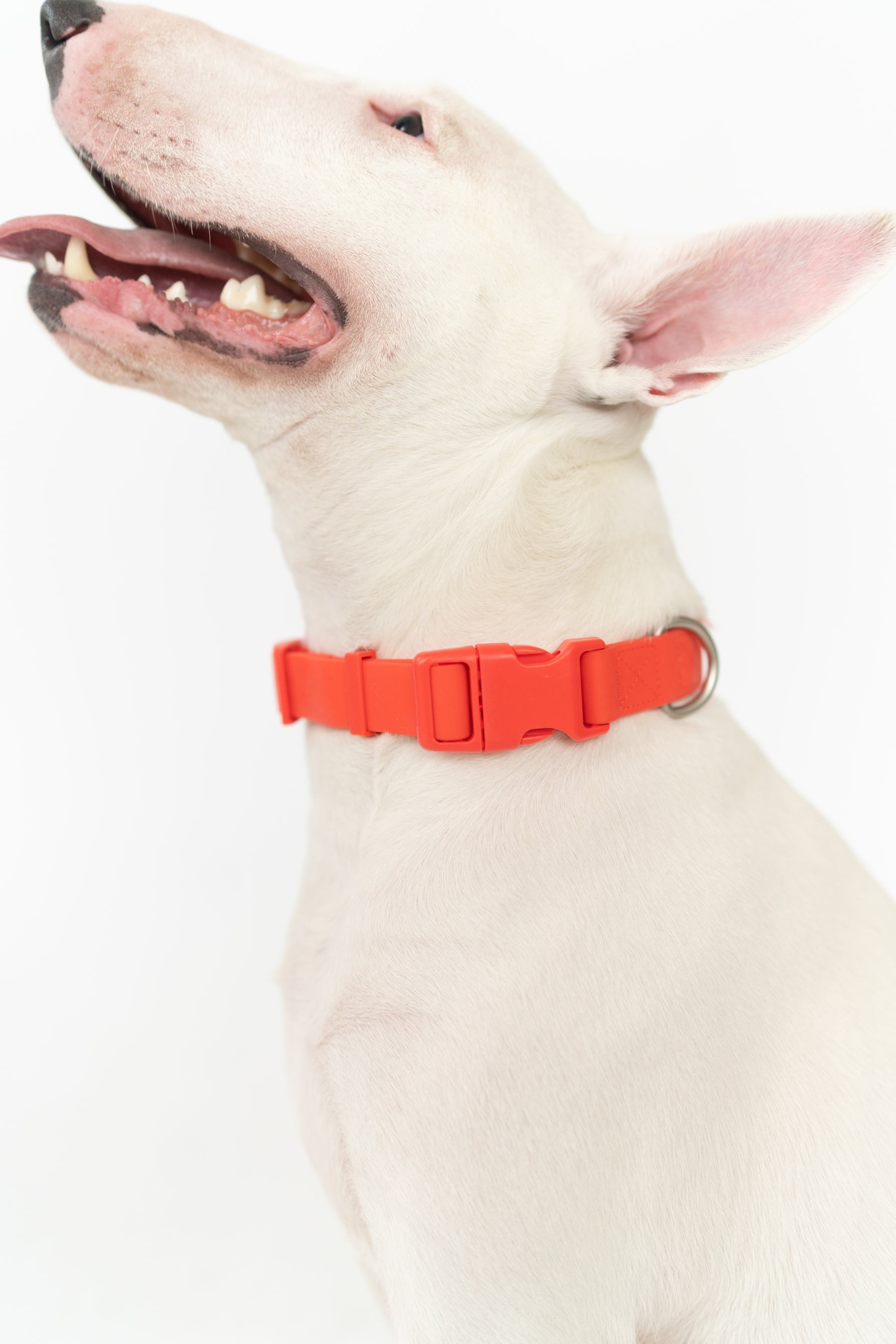 Original Waterproof Dog Collar - BIG FRENCHIES