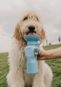 22oz Original Dog Travel Water Bottle - BIG FRENCHIES