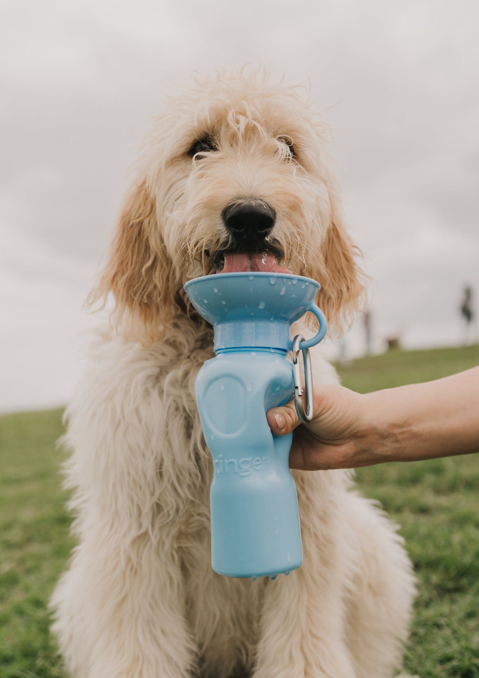 22oz Original Dog Travel Water Bottle - BIG FRENCHIES