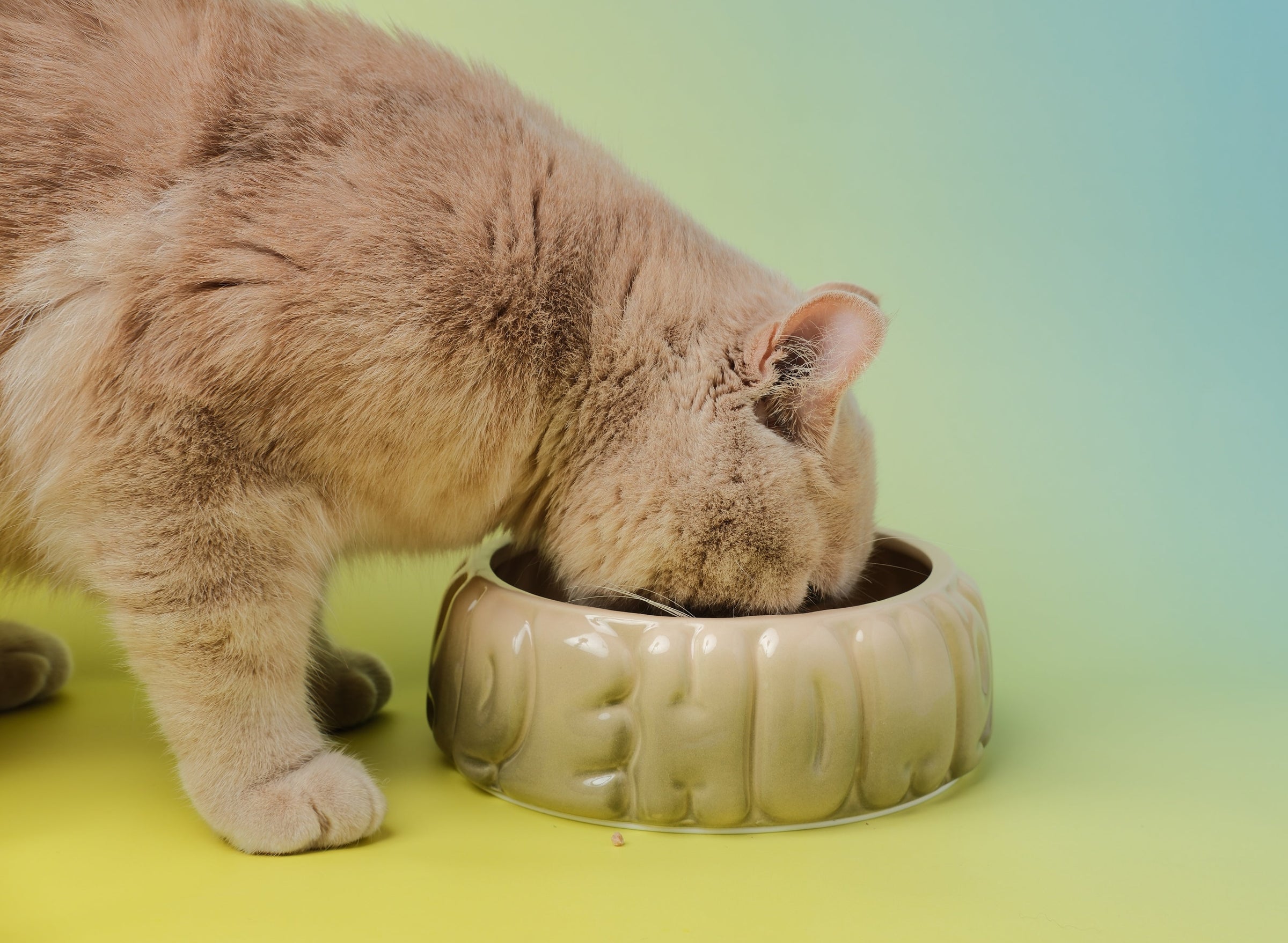 Puff Pet Bowl - Gradient Olive
