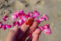 Beach Rose Scrub - BIG FRENCHIES