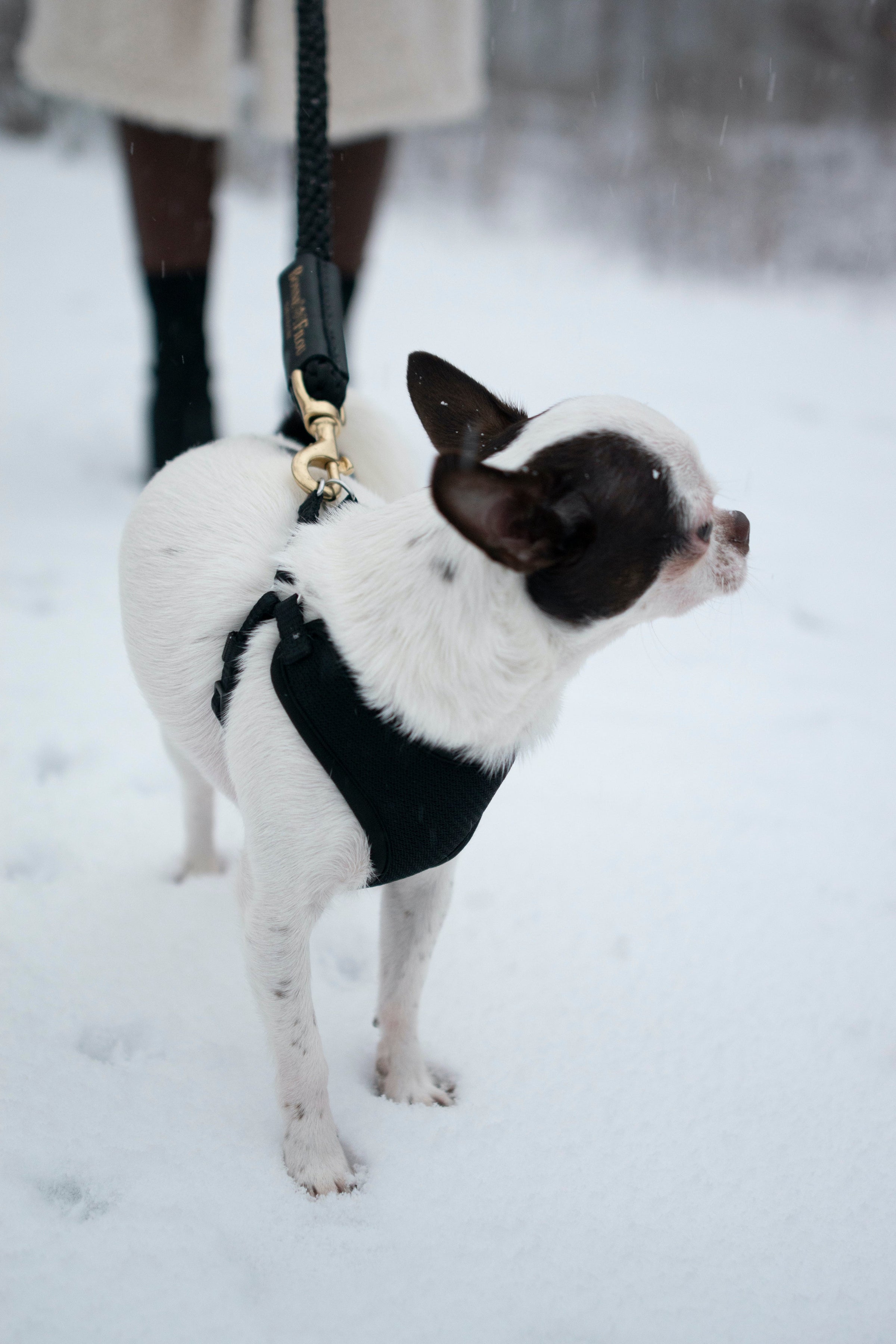 Bundle Shearling Fur Grip + Rope Leash for Dogs - BIG FRENCHIES