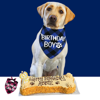 Dog Birthday Bandana – Premium Cotton Birthday Boy Bandana for Dogs - BIG FRENCHIES