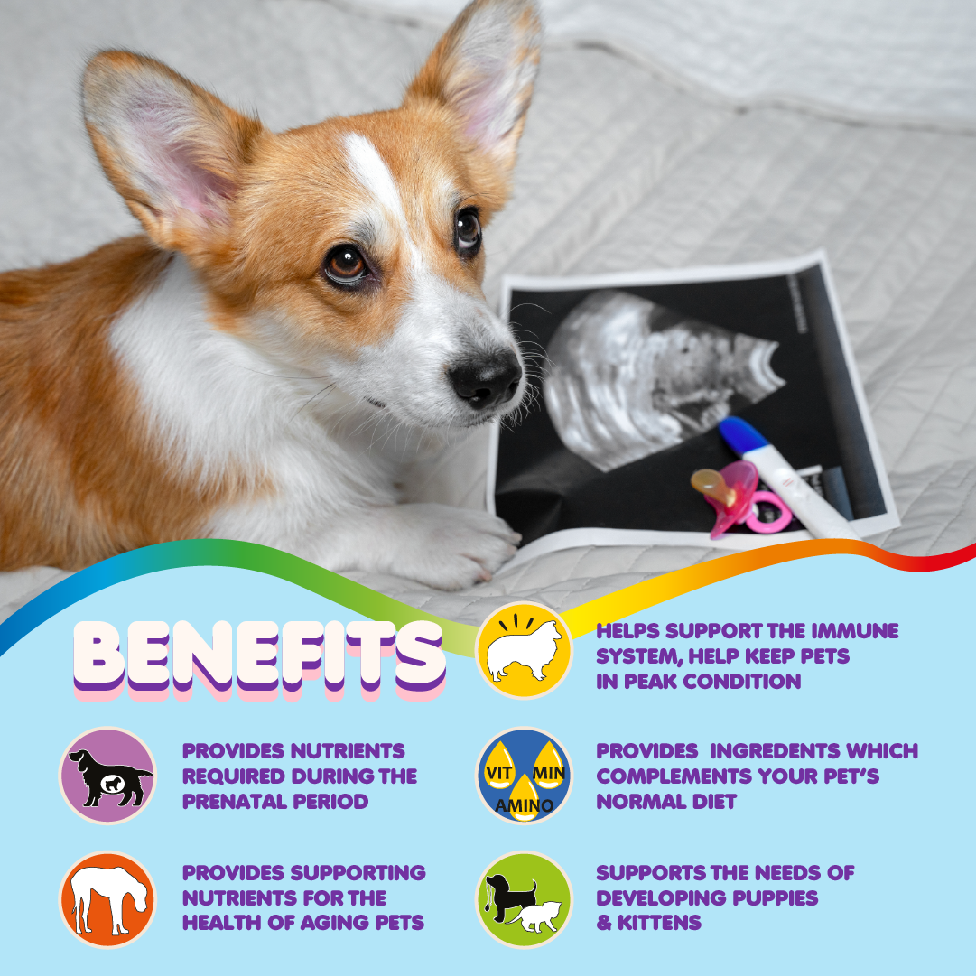 Multivitamin for Dogs & Cats. Prenatal Vitamins. 60 Tabs - BIG FRENCHIES
