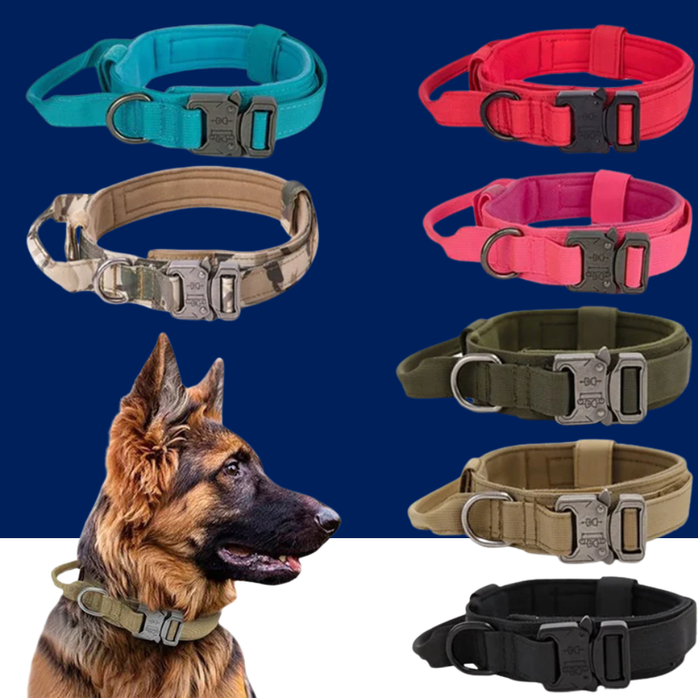 Durable Nylon Dog Collar with Reflective Leash Set - BIG FRENCHIES