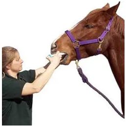 Durvet Ivermectin Horse Wormer Apple Flavor Broad Spectrum Equine Dewormer 12PCK