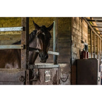 Durvet Ivermectin Horse Wormer Apple Flavor Broad Spectrum Equine Dewormer 3-Pack