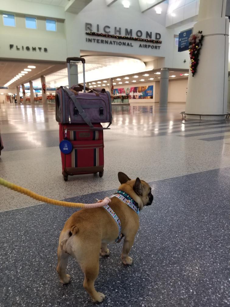 Mr. Peanut's Gold Series Standard Size Airline Compliant Pet Carrier - BIG FRENCHIES
