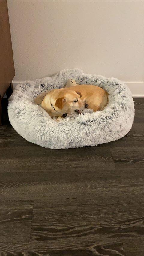 Mr. Peanut's 28" OrthoPlush® Pet Bed - Snowflake White Two Tone - BIG FRENCHIES