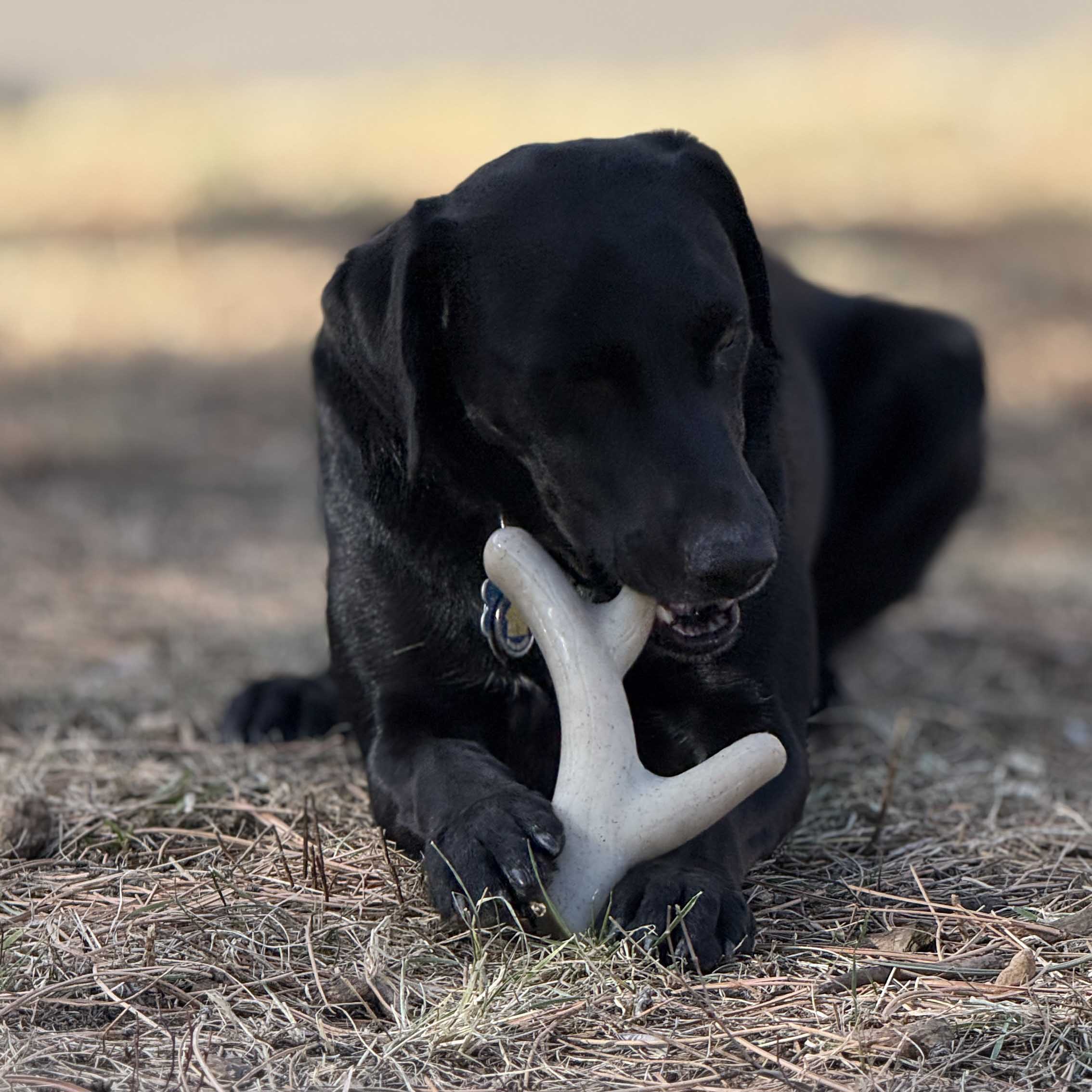 Ever Antler Nylon Chew Bone | Elk Antler Shaped Dog Toy for Aggressive Chewers | SodaPup - BIG FRENCHIES