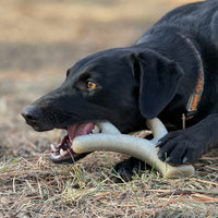 Ever Antler Nylon Chew Bone | Elk Antler Shaped Dog Toy for Aggressive Chewers | SodaPup - BIG FRENCHIES