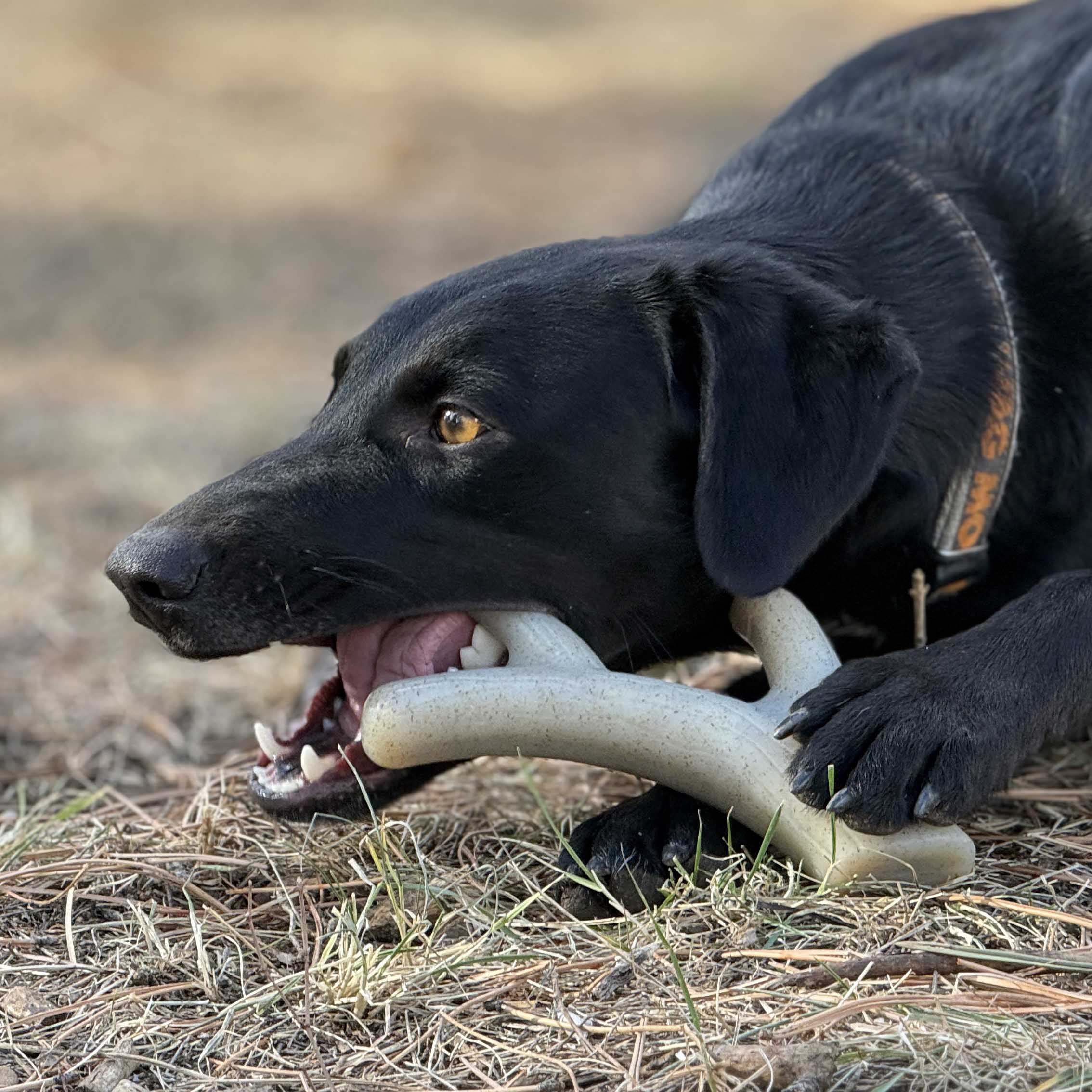 Ever Antler Nylon Chew Bone | Elk Antler Shaped Dog Toy for Aggressive Chewers | SodaPup - BIG FRENCHIES